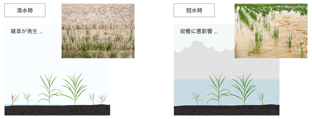 これまでの稲作の課題